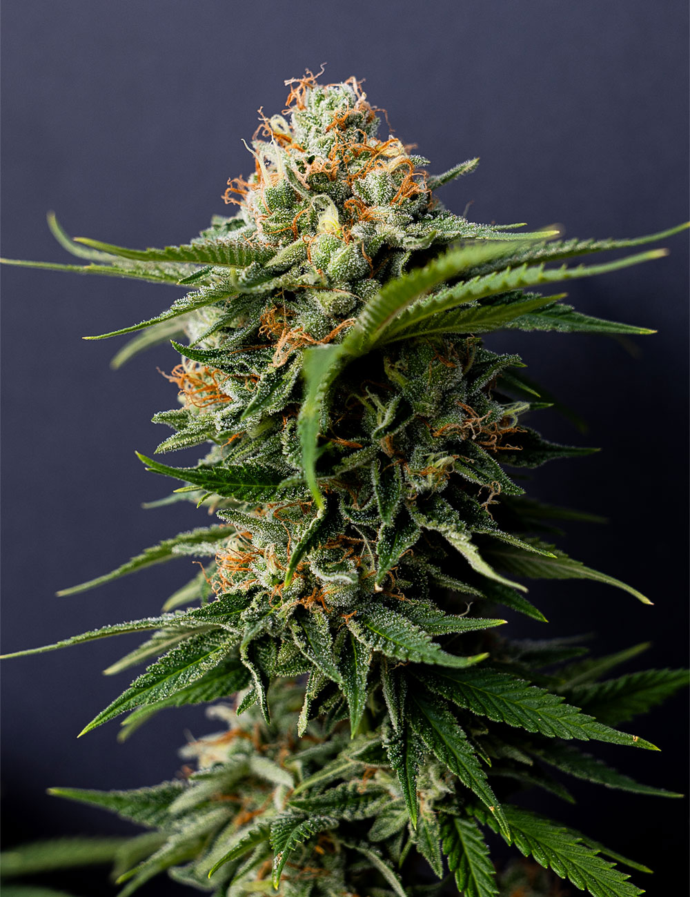 Marijuana strain called Headband.