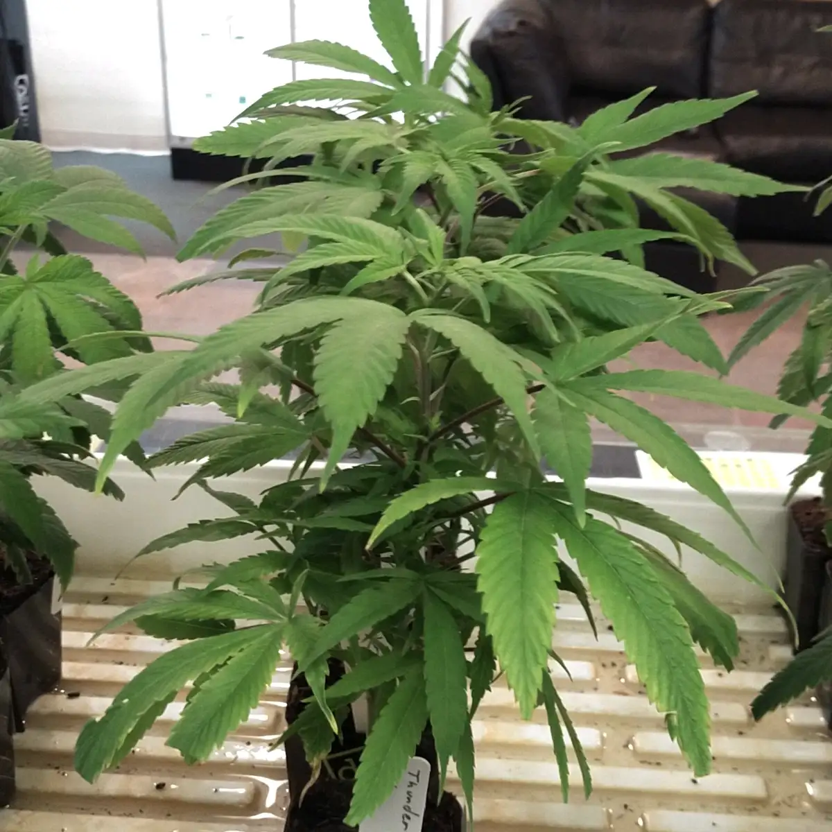 Marijuana Clones in Durango, Colorado
